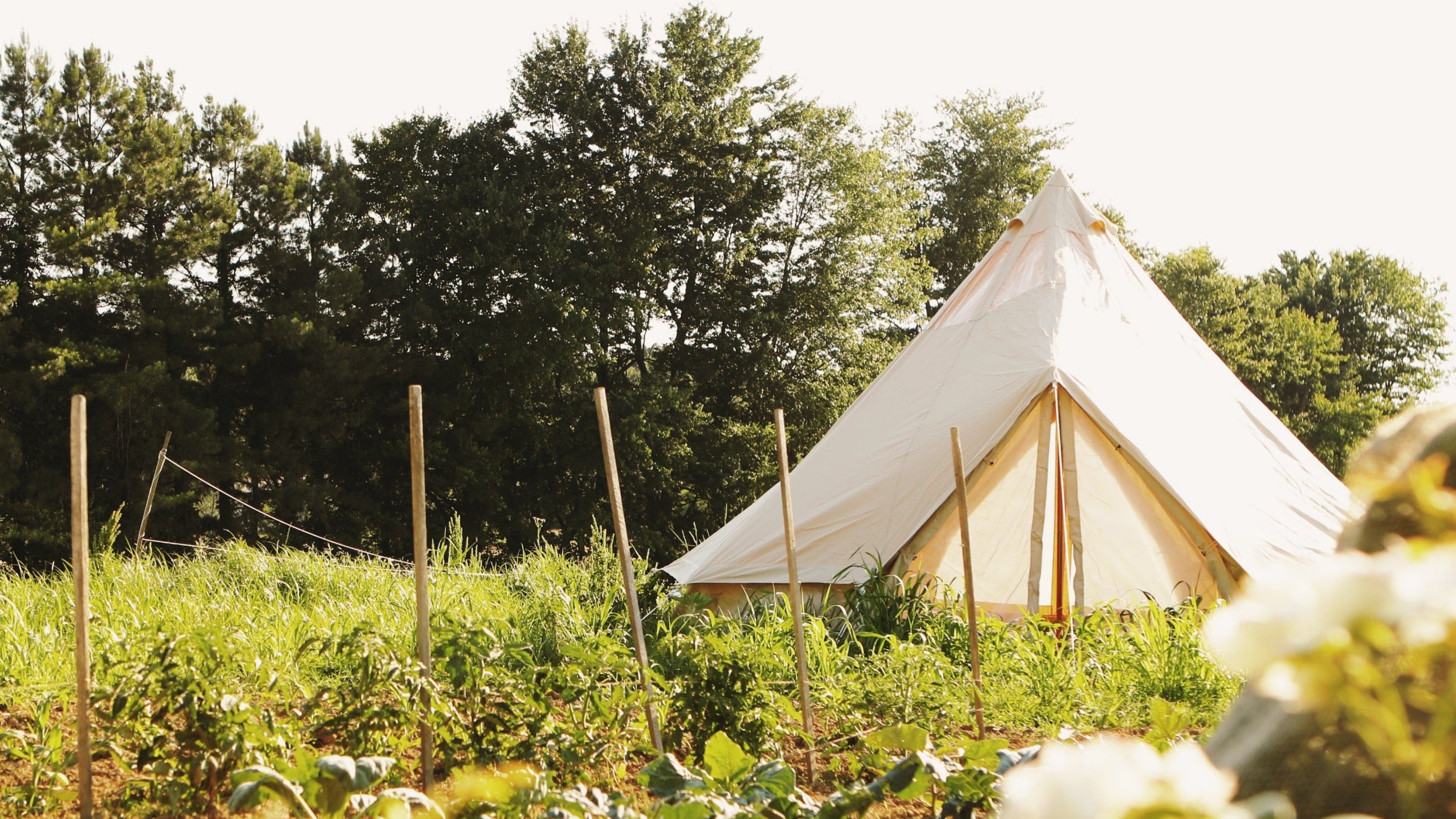 Bell tent in a garden with trees in the background