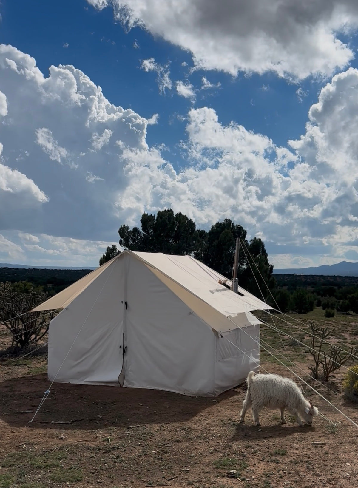 A large white canvas glamping tent pitched outdoors on dry ground under a dramatic blue sky with large white clouds. A white sheep grazes near the tent, and trees and distant hills are visible in the background.