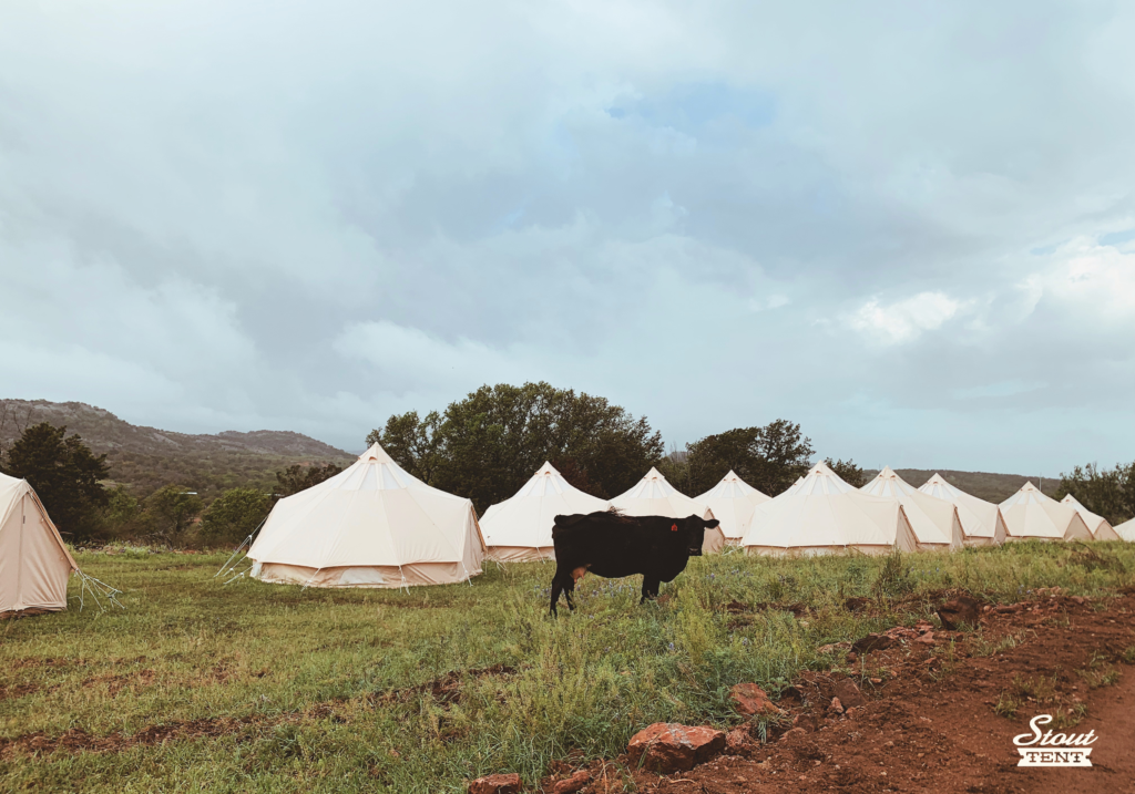 A curious cow in a pasture with several professional Stout Bell Tents set up in the background for a farm stay glamping resort.